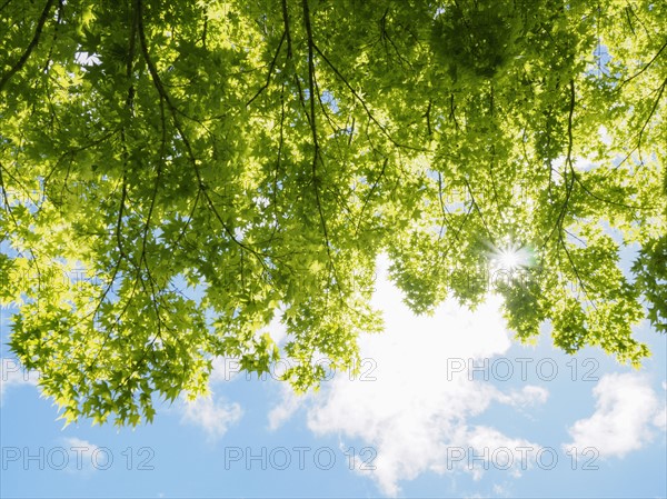 Trees with green leaves in sunlight