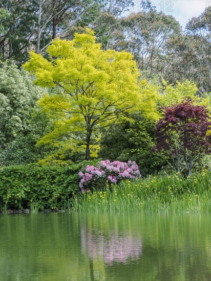 Bush with rhododendrons and trees reflected in lake