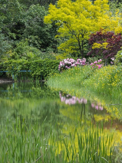 Australia, New South Wales, Katoomba, Bush with rhododendrons and trees reflected in lake