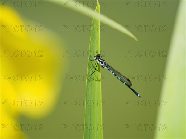 Damselfly (Zygoptera) sitting on leaf