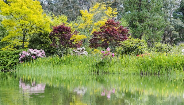 Australia, New South Wales, Katoomba, Bush with rhododendrons and trees reflected in lake