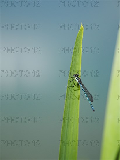 Damselfly (Zygoptera) sitting on leaf