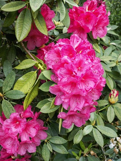 Pink rhododendrons in bloom