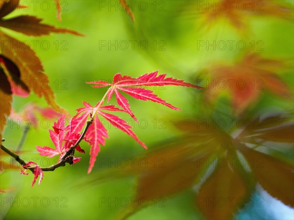 Twig with red small leaves