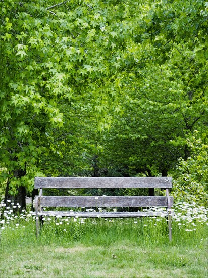 Old weathered bench and trees full of green leaves