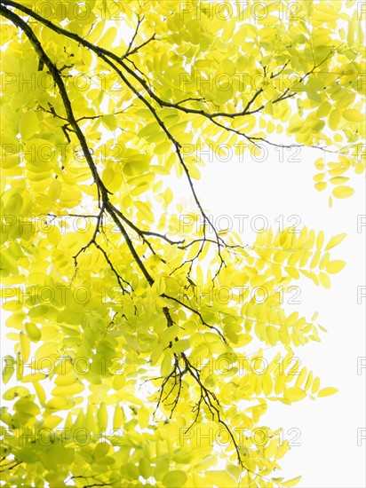 Tree with yellow leaves in sunlight