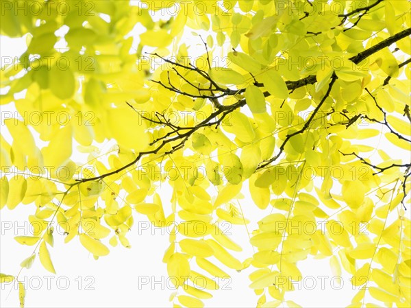 Yellow leaves against sky