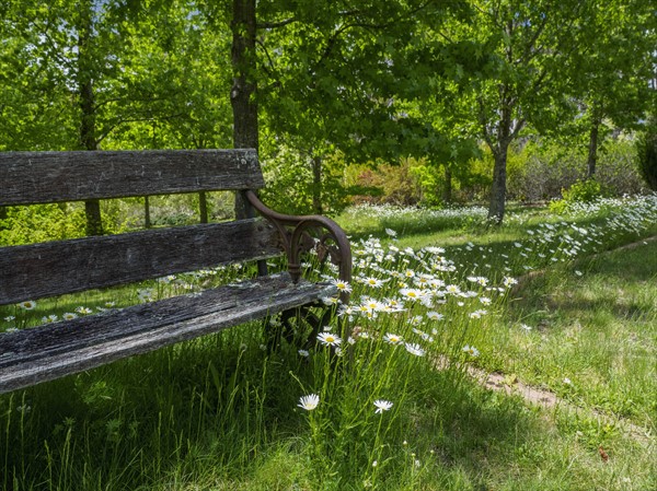 Bench among green grass and wild flowers
