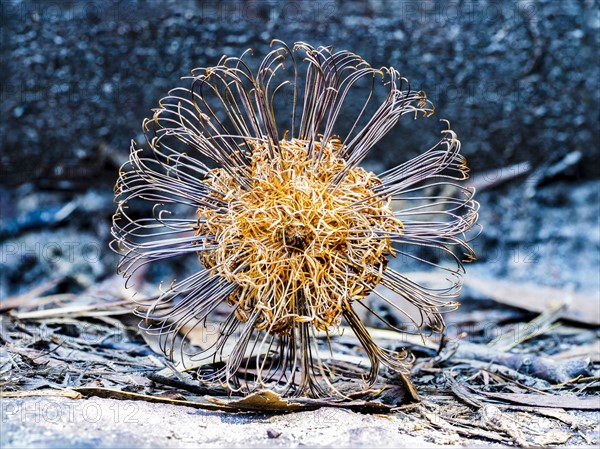 Banksia (Proteaceae) on blue background