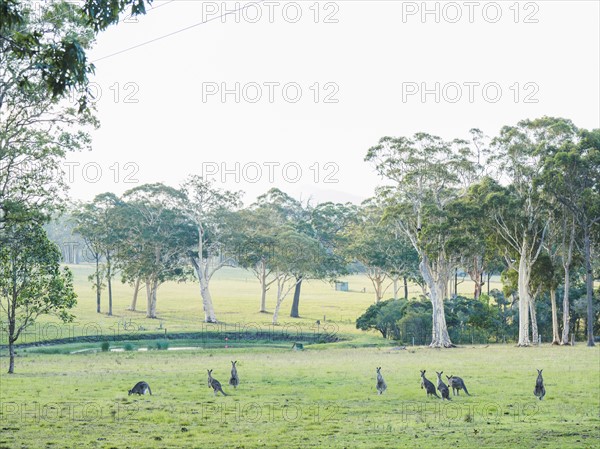 Australia, Kangaroo Valley, Mob of kangaroos (Macropodidae)