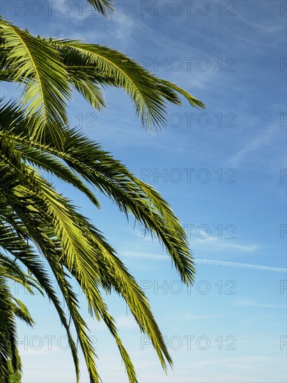 Palm leaves against blue sky