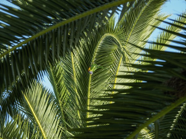 Llorikeet (Trichoglossus moluccanus) perching on palm tree