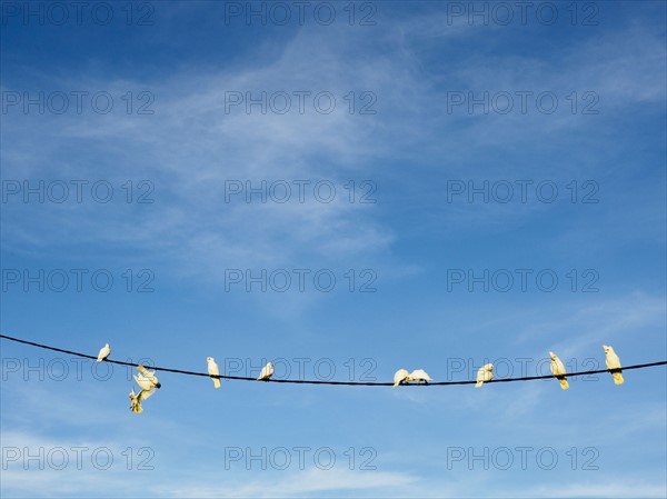Flock of corellas (Cacatua sanguinea) perching on wire
