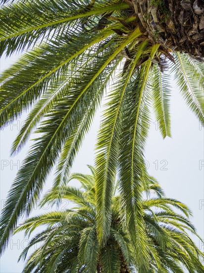 Palm leaves against sky