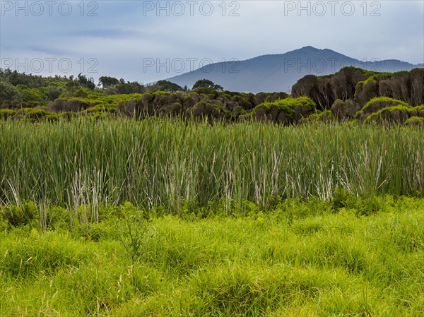 Australia, New South Wales, Bermagui, Storm clouds above field with high grass