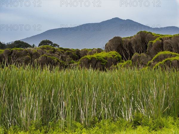 Australia, New South Wales, Bermagui, Storm clouds above field with high grass