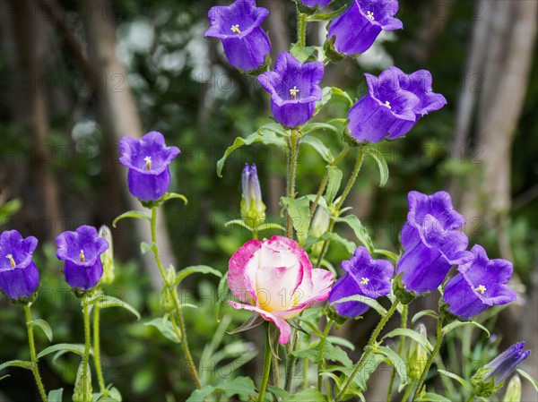 Purple and pink flowers