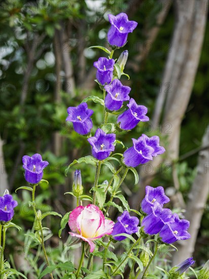 Purple and pink flowers