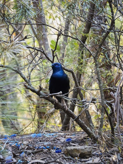 Bowerbird (Ptilonorhynchidae) perching on branch