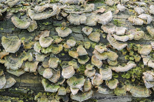 Ukraine, Dnepropetrovsk region, Novomoskovsk district, Trunk overgrown by Hoof fungus (Fomes fomentarius)