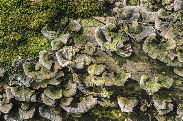 Ukraine, Dnepropetrovsk region, Novomoskovsk district, Trunk overgrown by Hoof fungus (Fomes fomentarius)