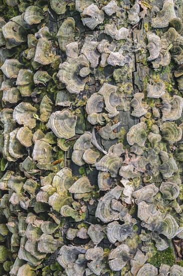 Ukraine, Dnepropetrovsk region, Novomoskovsk district, Trunk overgrown by Hoof fungus (Fomes fomentarius)