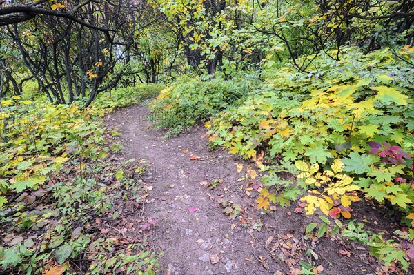 Autumn forest