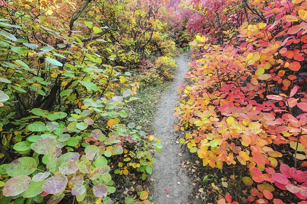 Autumn forest