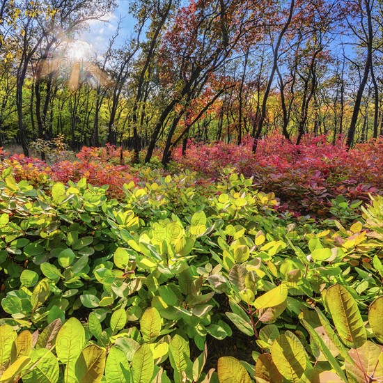 Ukraine, Dnepropetrovsk region, Novomoskovsk district, Autumn forest