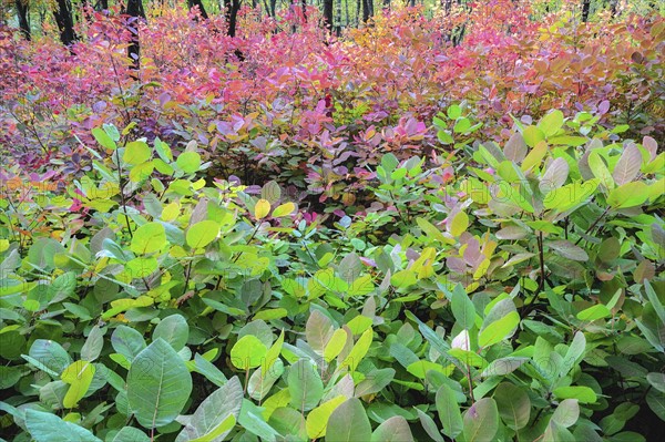 Autumn forest