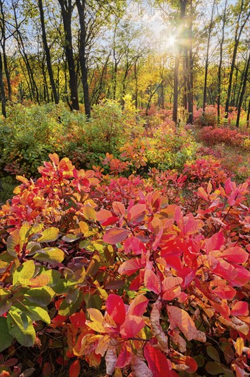 Ukraine, Dnepropetrovsk region, Novomoskovsk district, Autumn forest