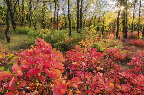 Ukraine, Dnepropetrovsk region, Novomoskovsk district, Autumn forest