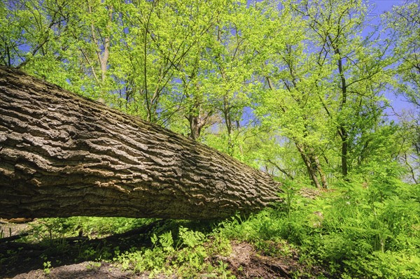 Fallen tree