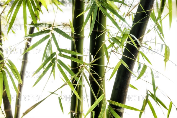 Bamboo