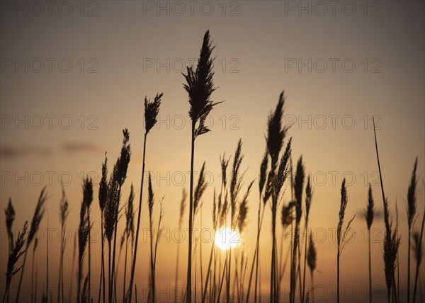 Silhouettes of grass at sunset