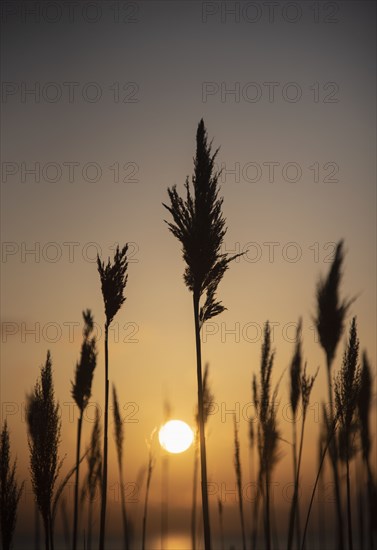 Silhouettes of grass at sunset