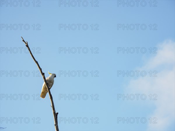 Cockatoo on branch