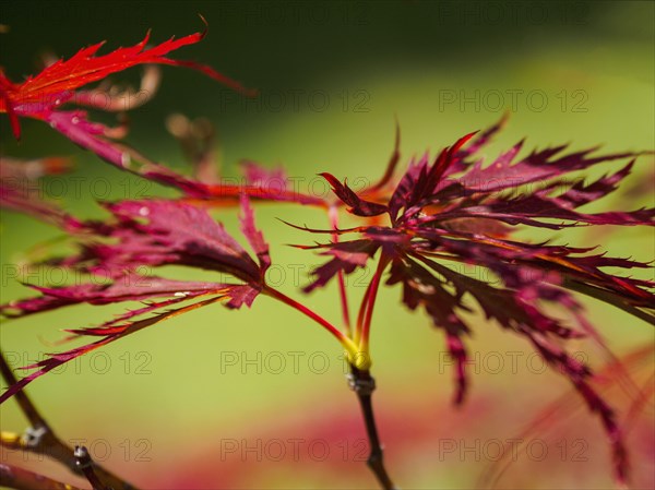 Red maple leaves