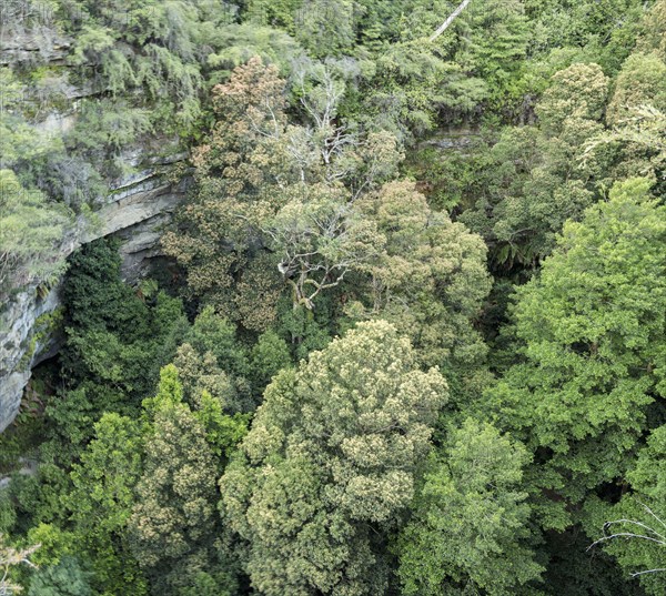 Forest in Blue Mountains National Park