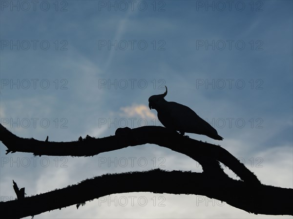 Silhouette of cockatoo on branches