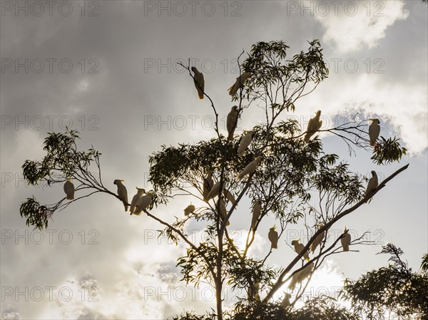 Cockatoos in tree