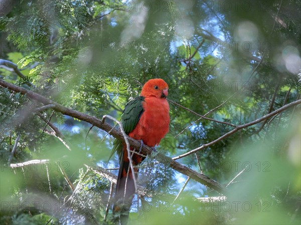 King parrot in tree
