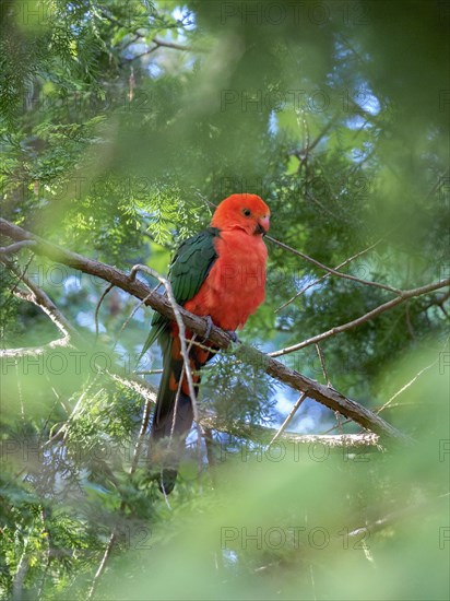 King parrot in tree