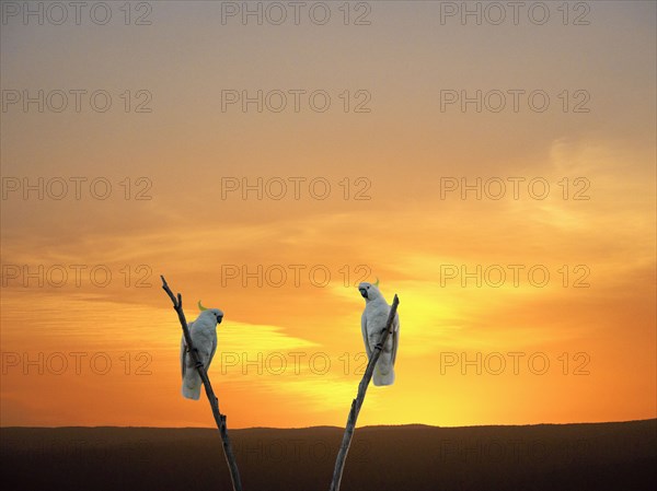 Cockatoos on branches at sunset