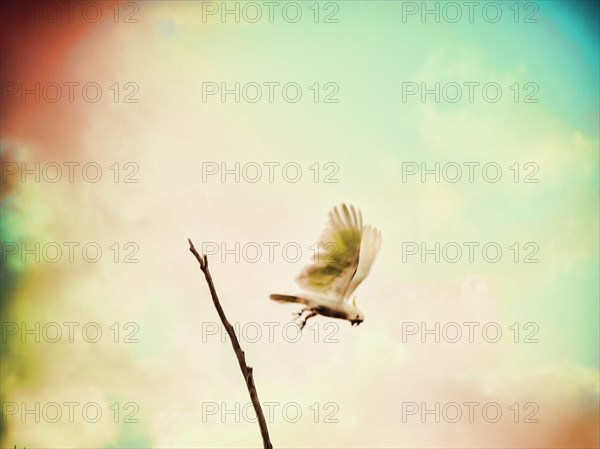 Cockatoo flying by branch