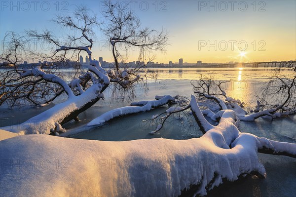 Snow on fallen tree at sunset