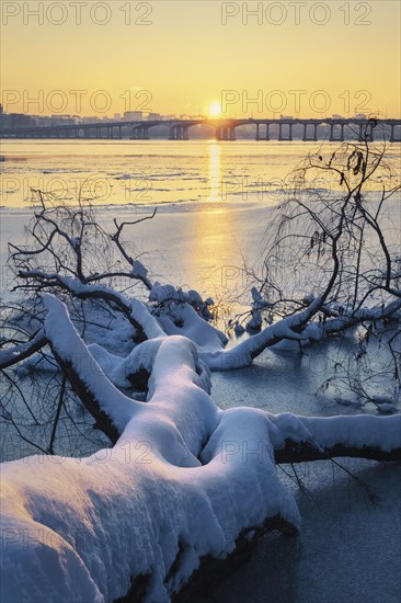 Snow on fallen tree at sunset