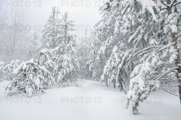 Trees in snow