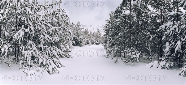 Trees in snow