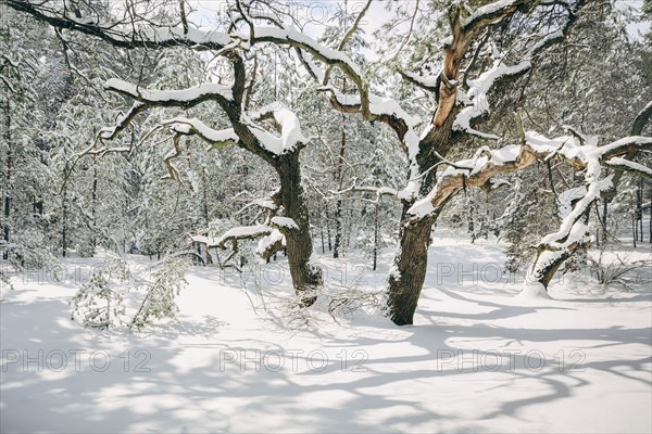 Bare trees in snow